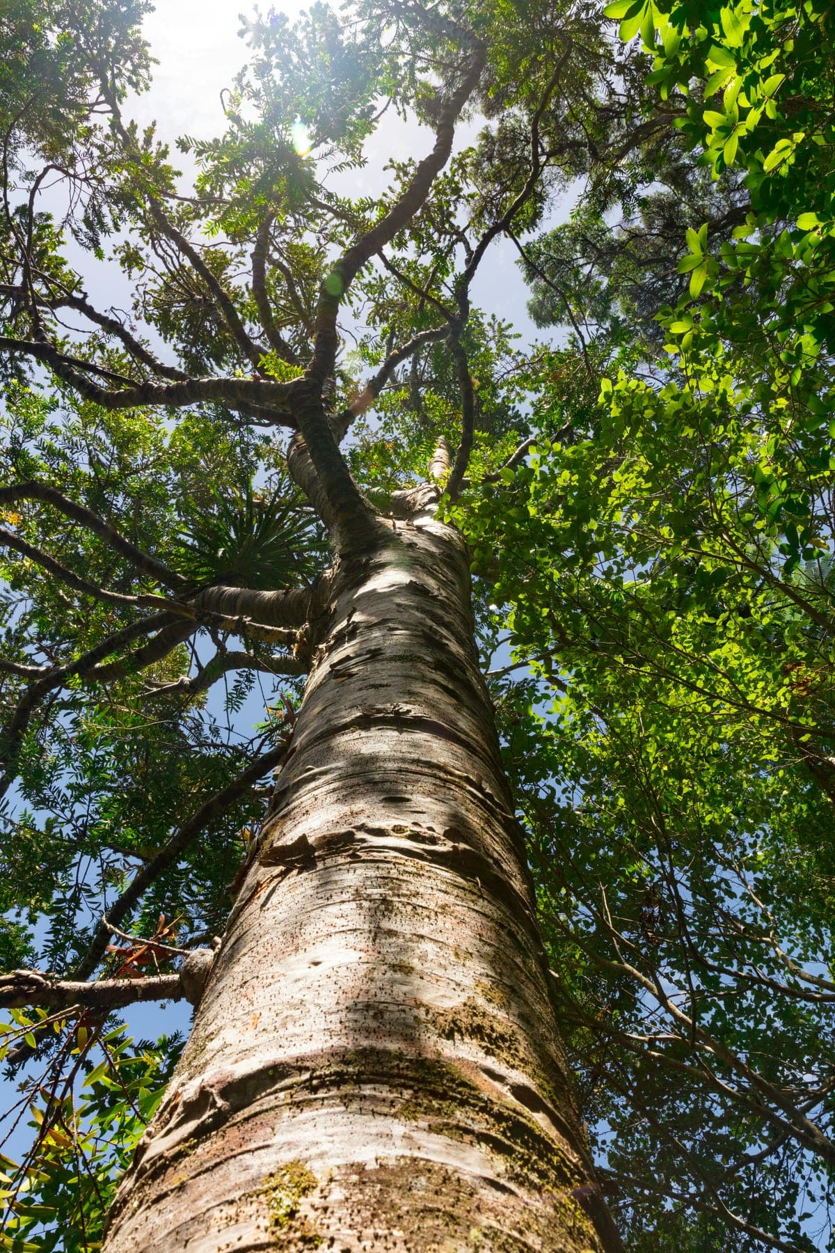 Healthy white oak leaves and bark